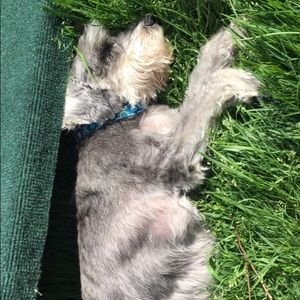 Meet your Posher, Sam